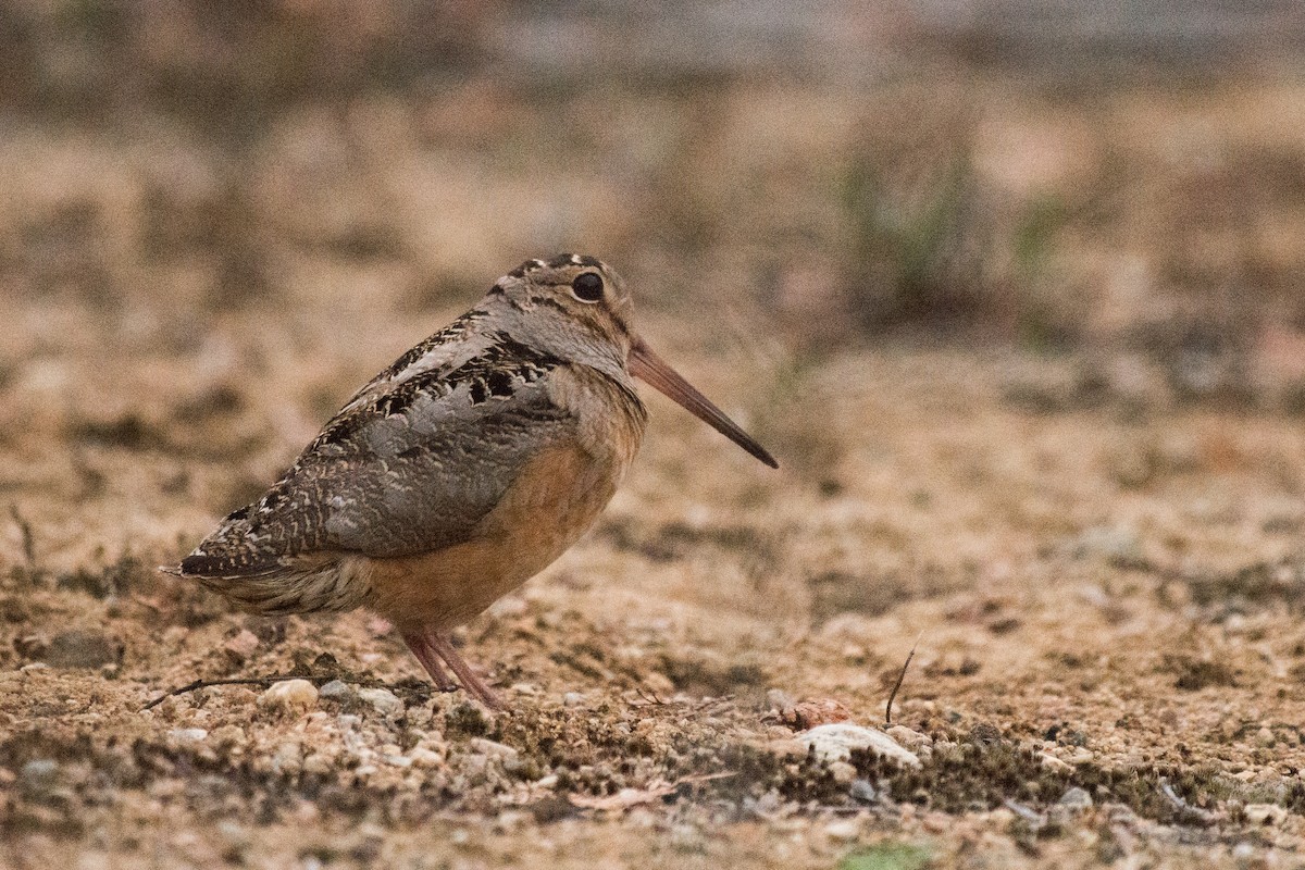 American Woodcock - ML645719818