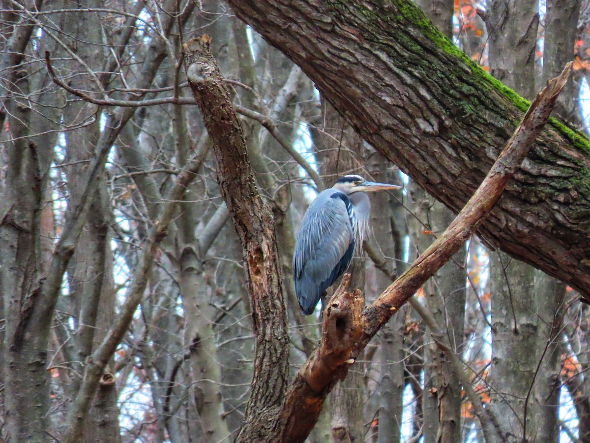 Great Blue Heron - ML645719820