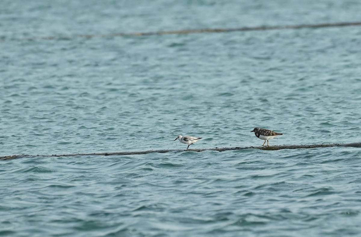 Piovanello tridattilo - ML645719832