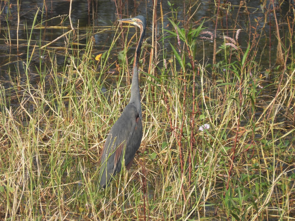 Purple Heron - ML645719843