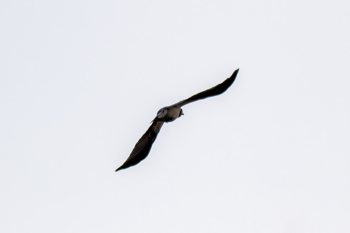 Hooded Crow - ML645719846