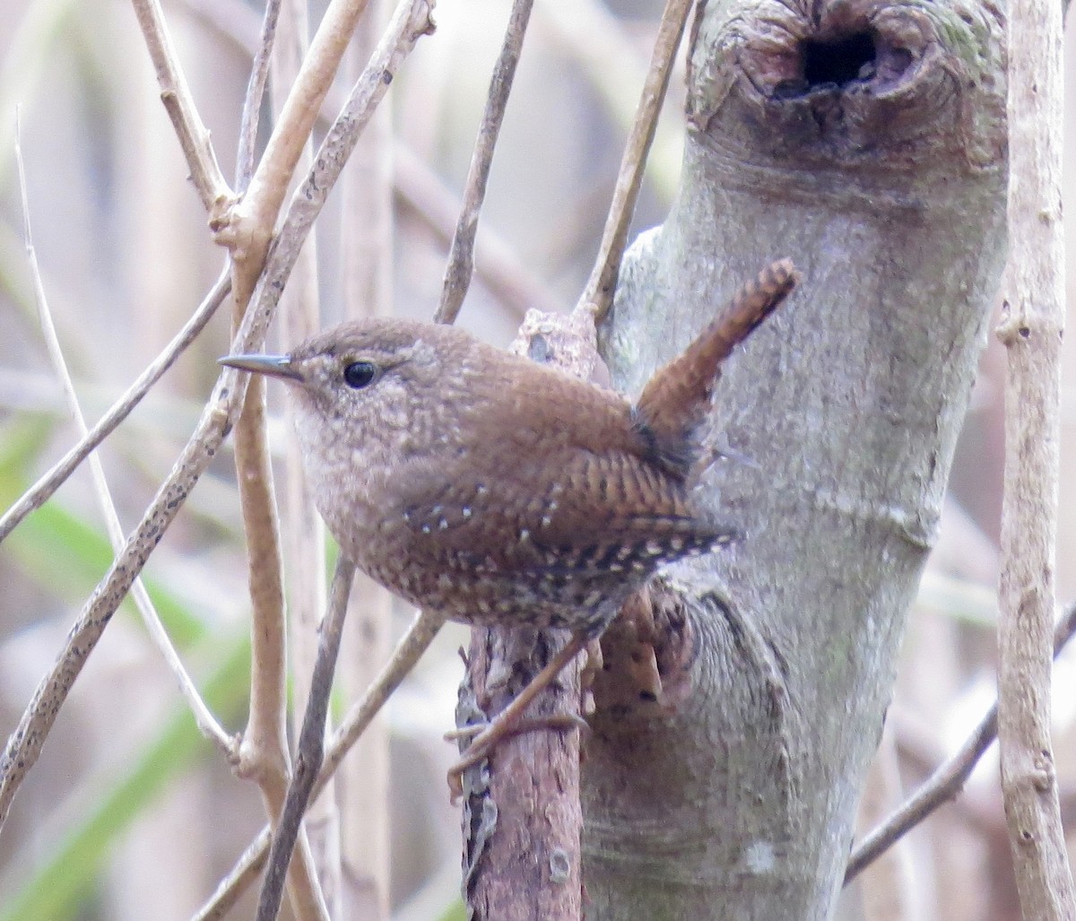 Winter Wren - ML645719847