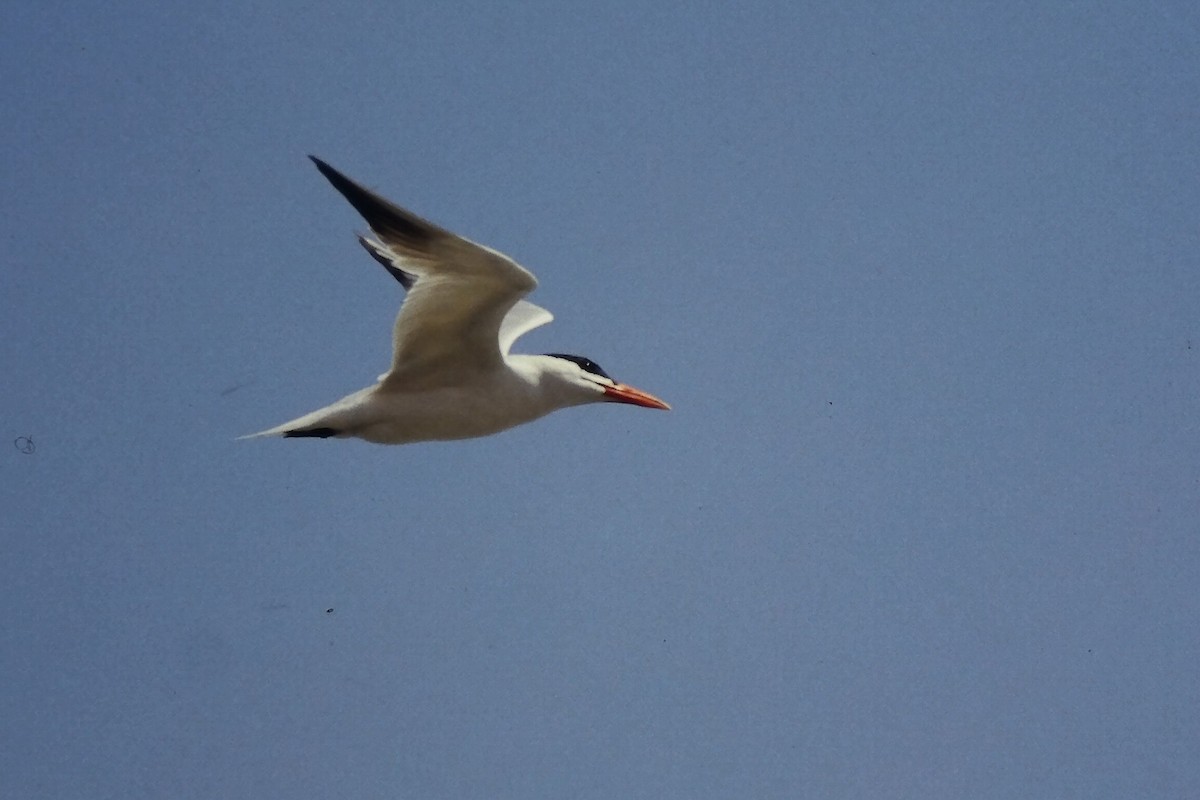 裏海燕鷗 - ML645719850