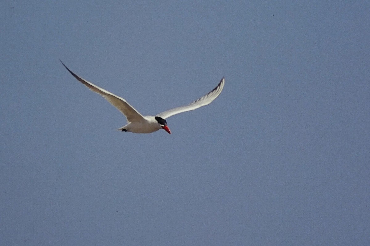 裏海燕鷗 - ML645719851