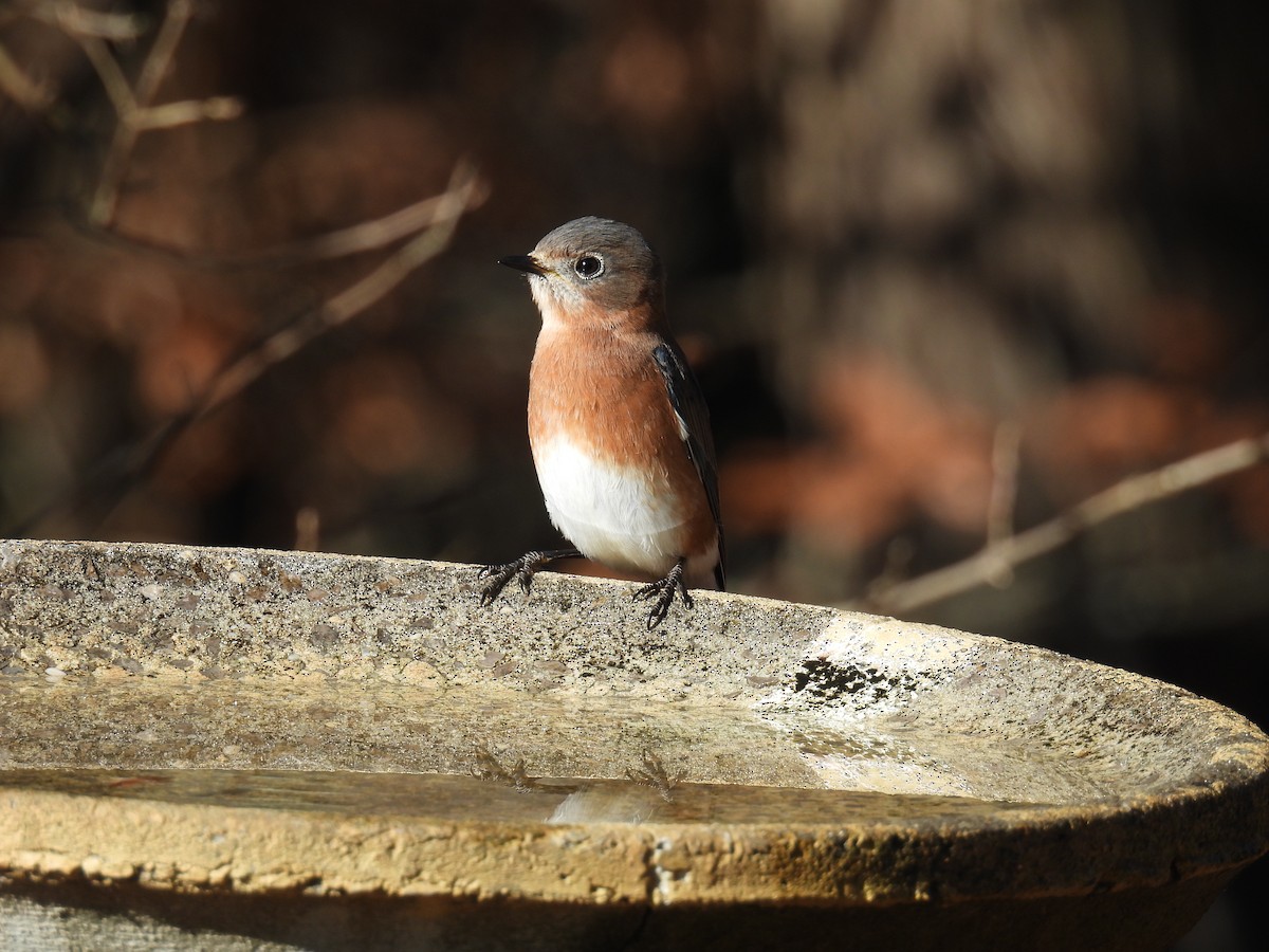 Eastern Bluebird - ML645719856