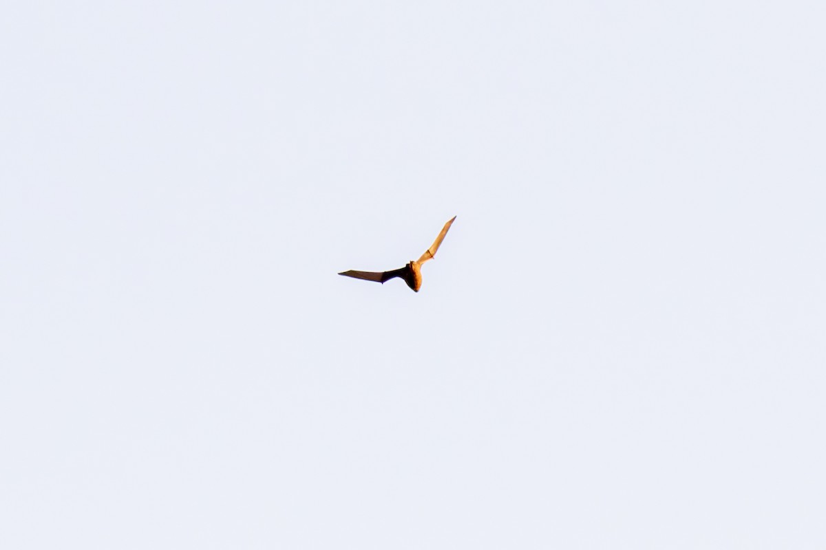 Common Noctule - ML645719860