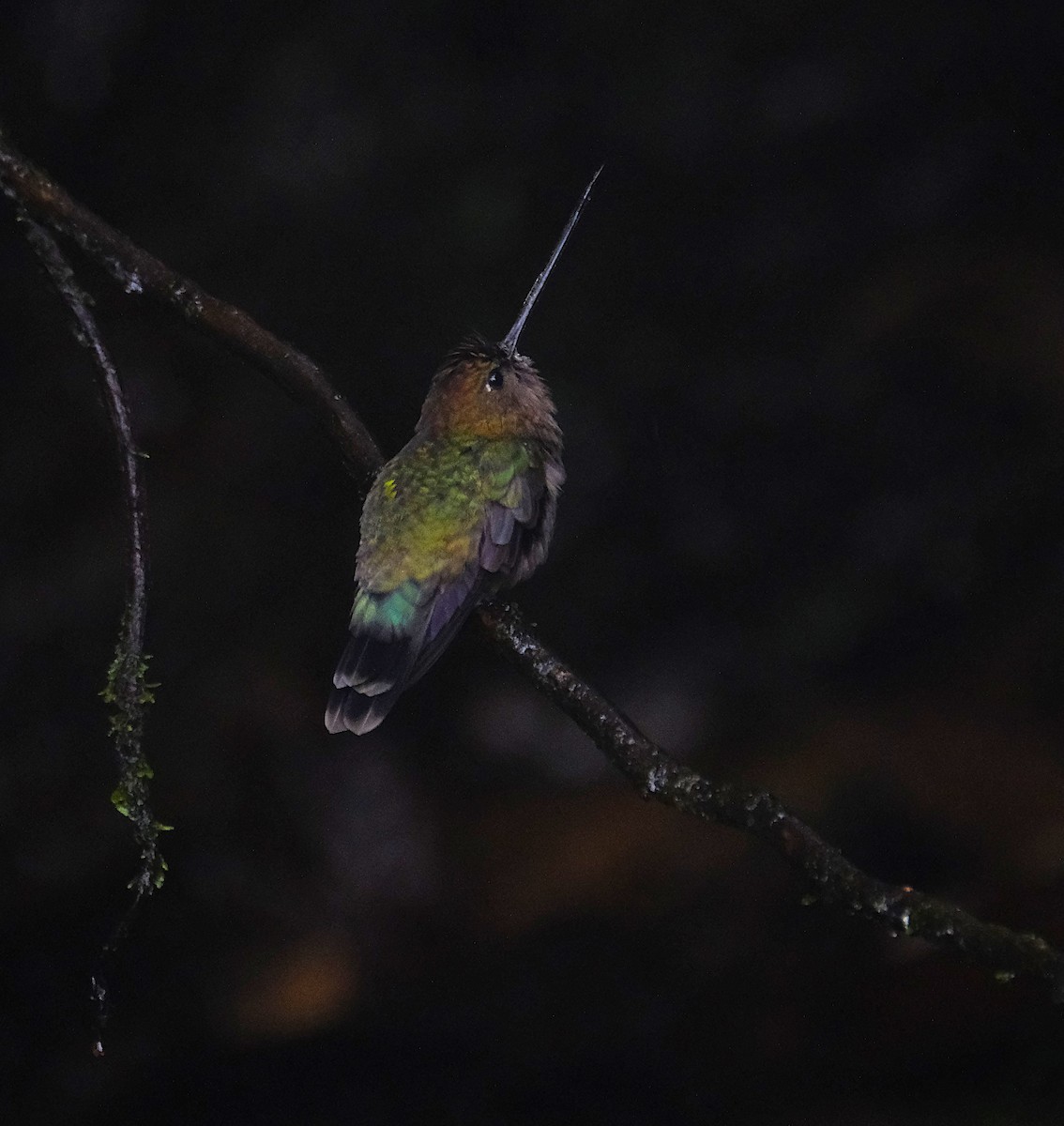 Green-fronted Lancebill - ML645719861