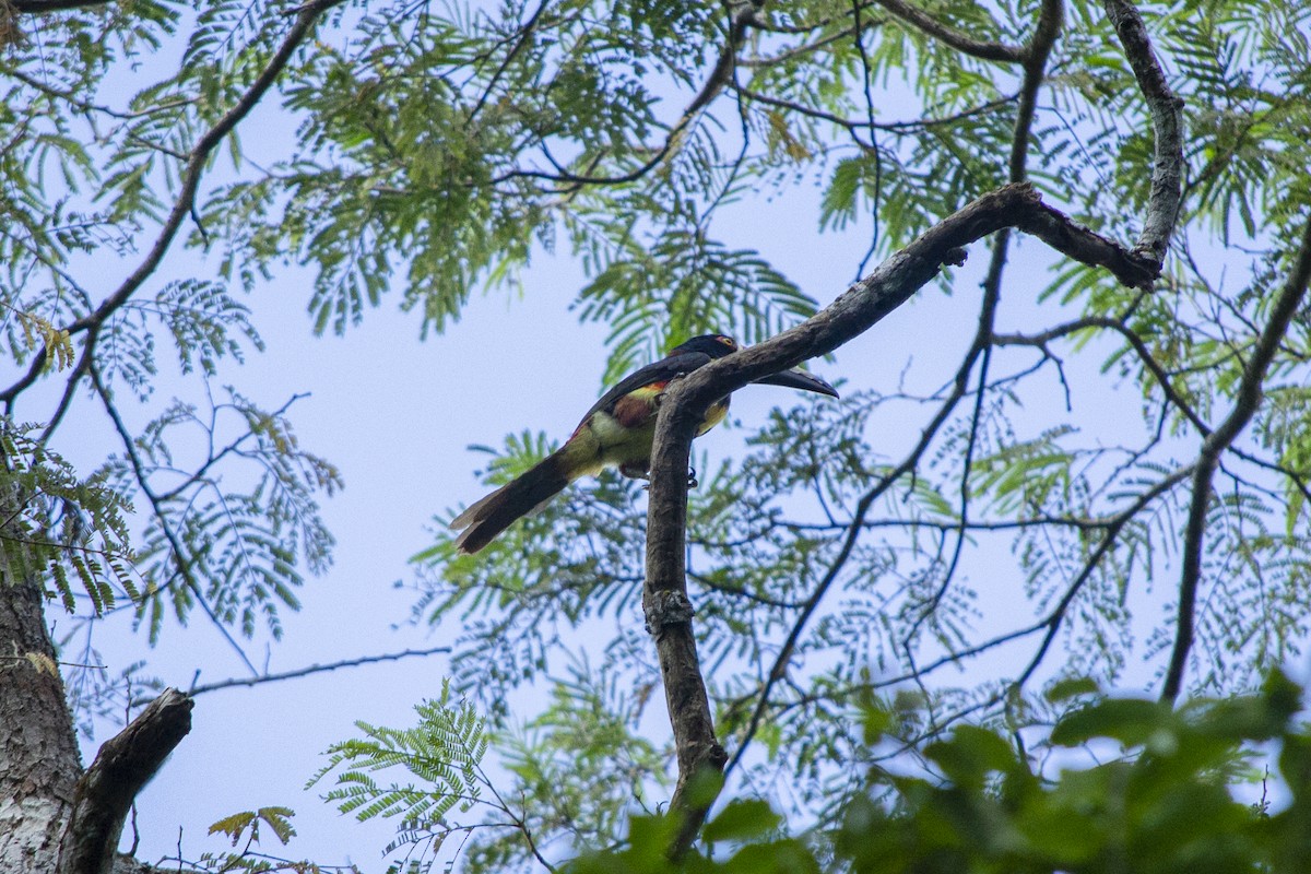 Collared Aracari - ML645719864