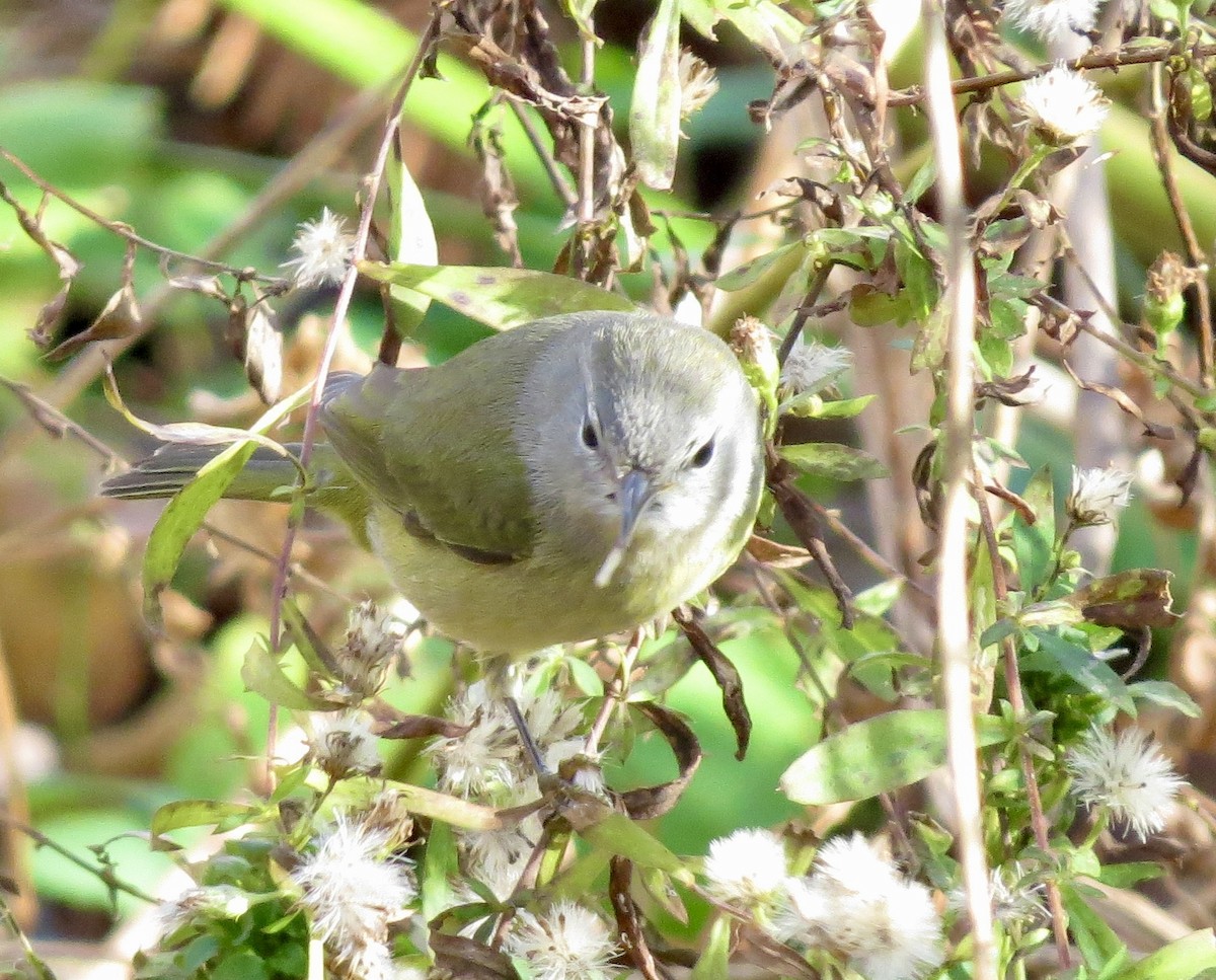 Orange-crowned Warbler - ML645719865