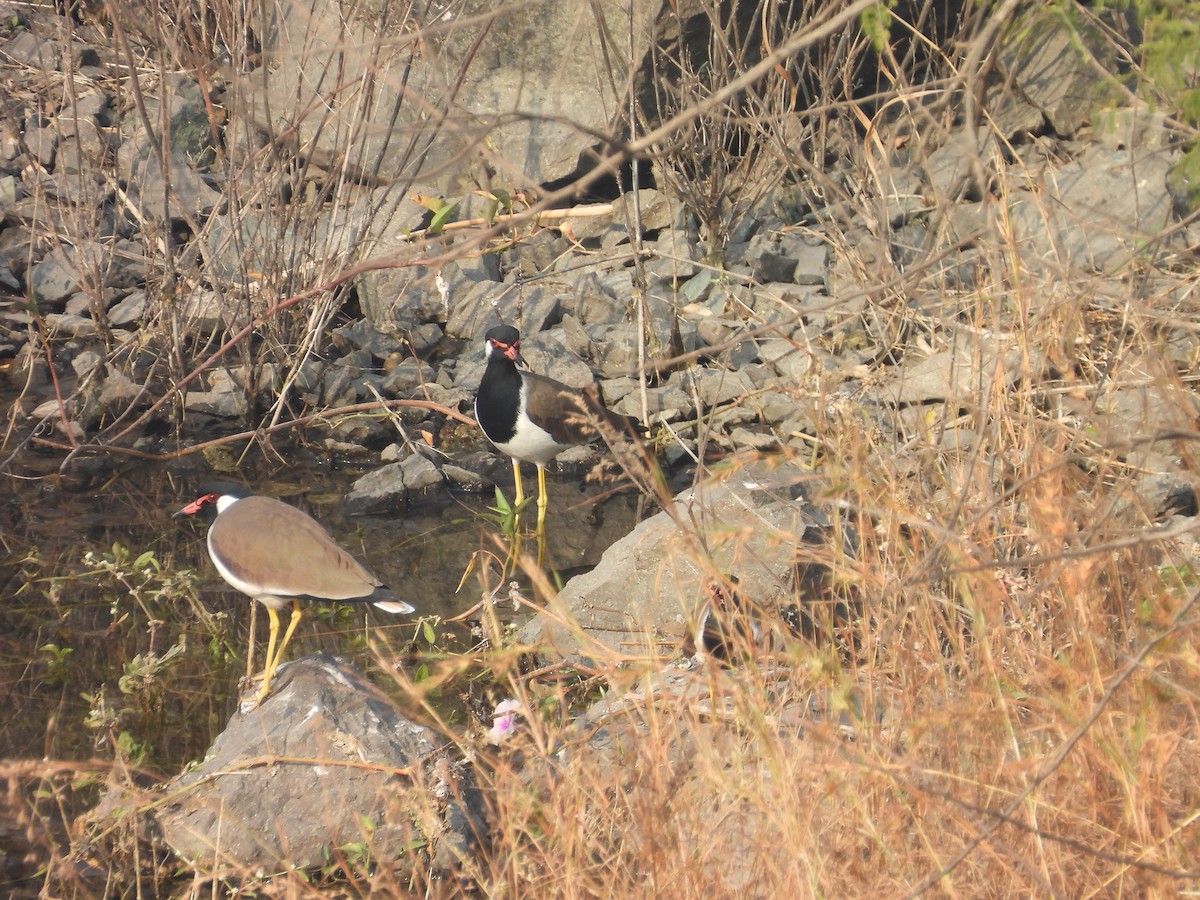 Red-wattled Lapwing - ML645719868