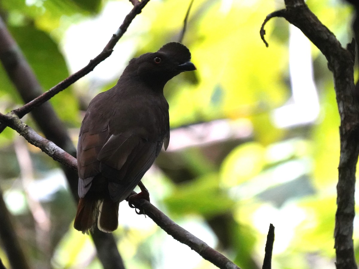 Guianan Cock-of-the-rock - ML645719869