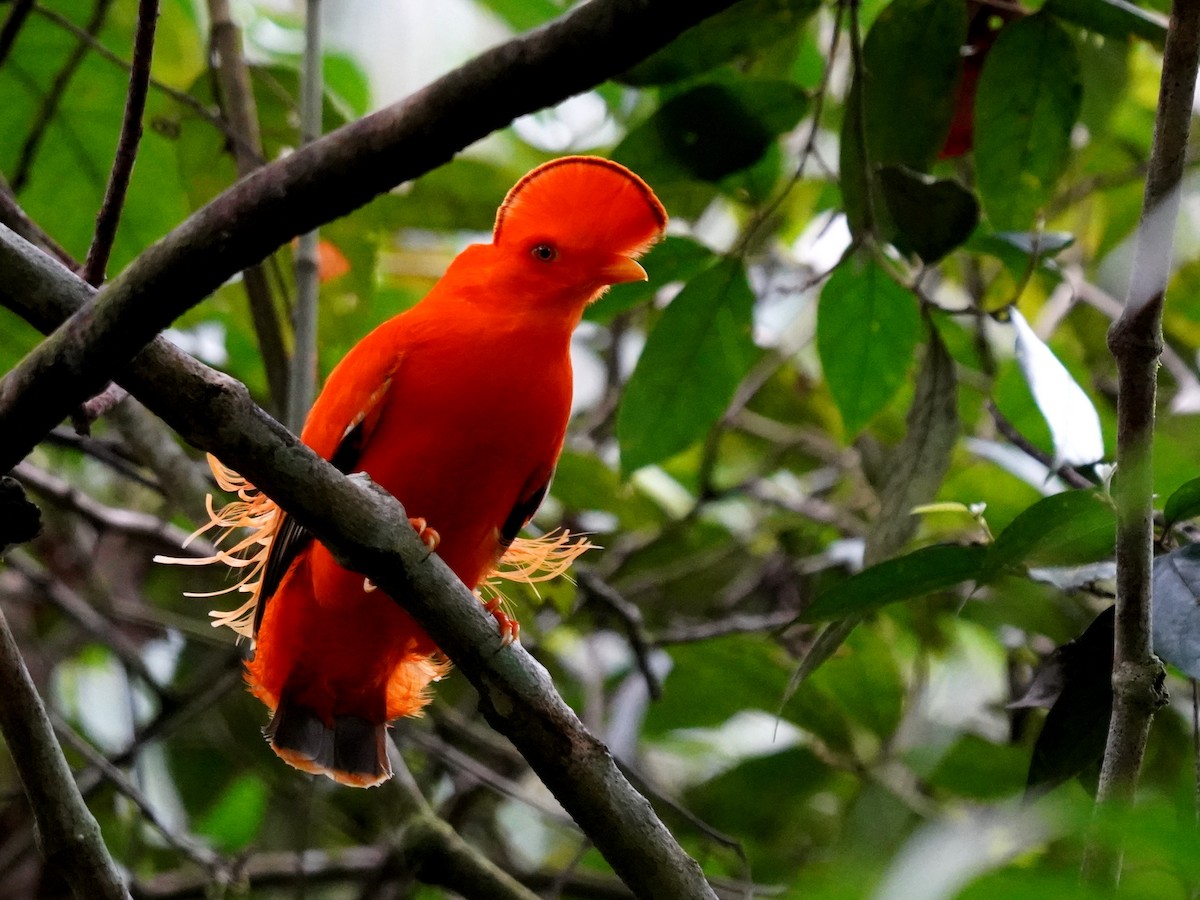 Guianan Cock-of-the-rock - ML645719870