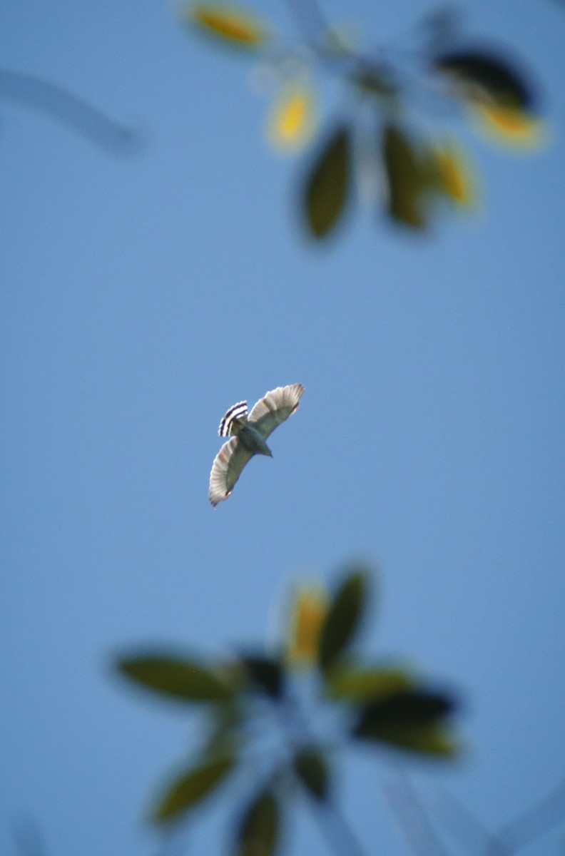 Gray-lined Hawk - ML645719877