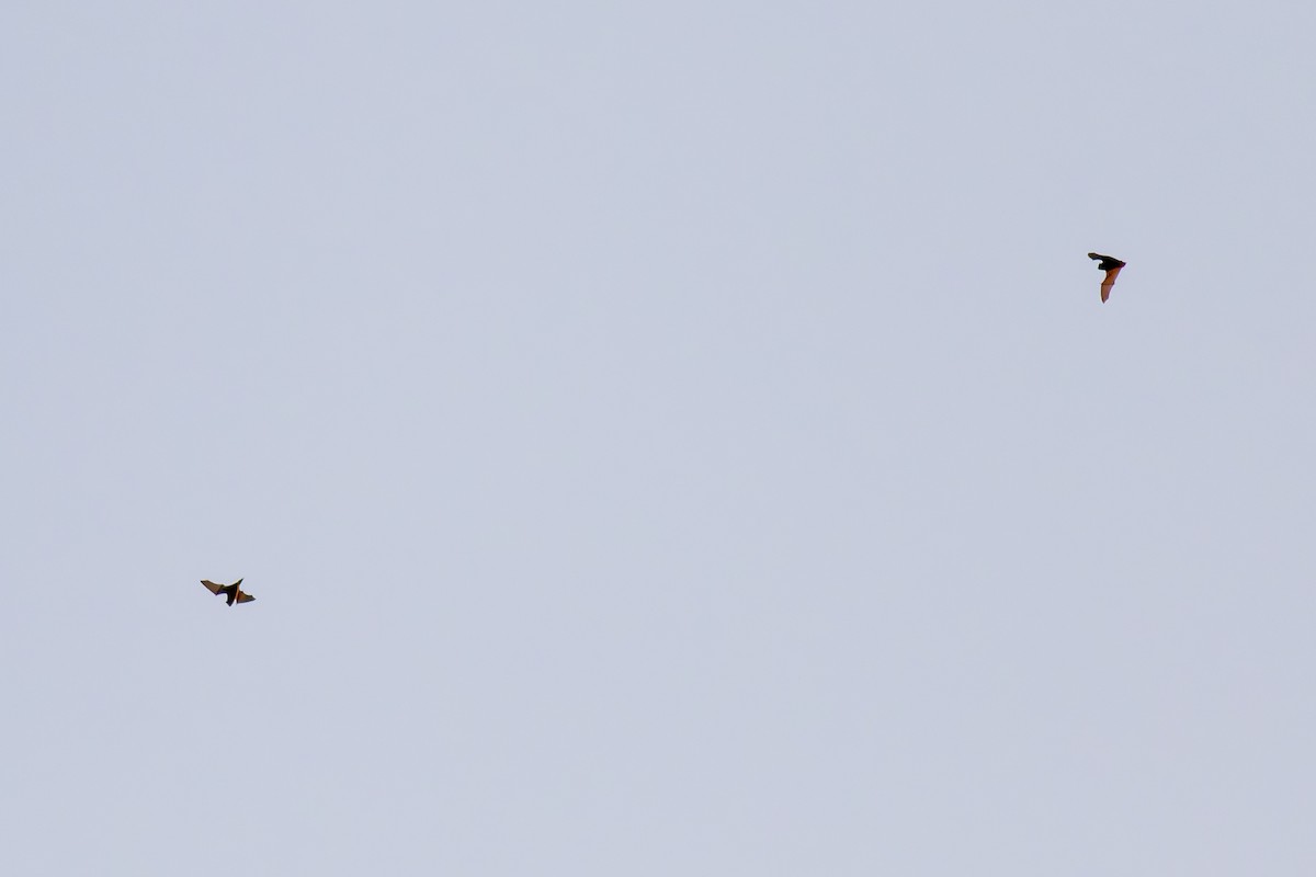 Common Noctule - ML645719878