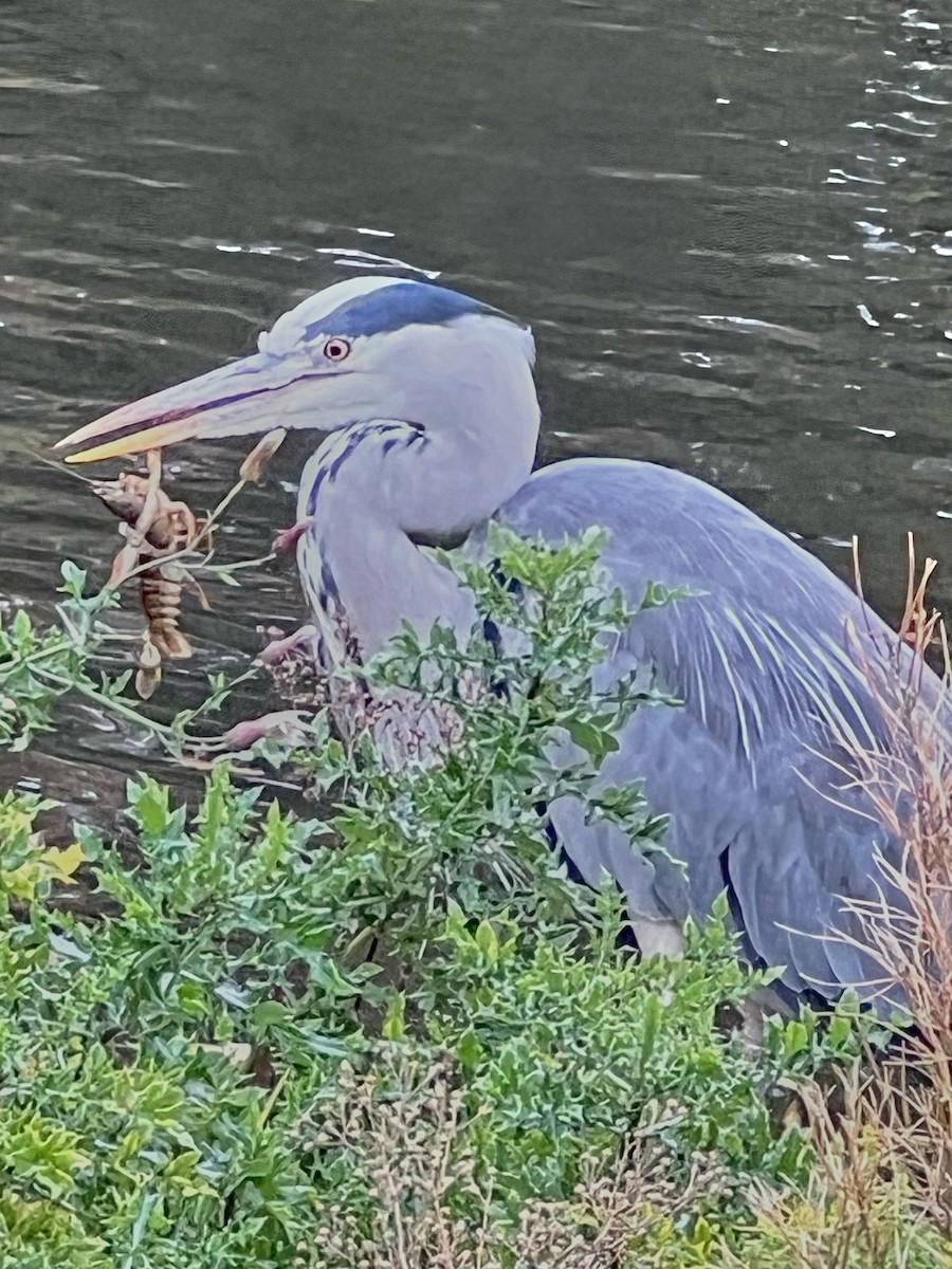 Gray Heron - ML645719879