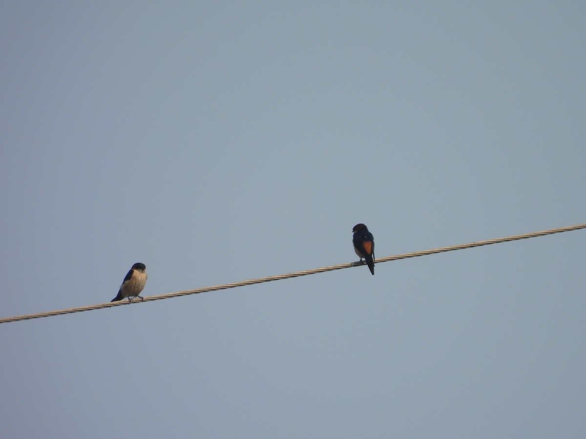 Eastern Red-rumped Swallow - ML645719880