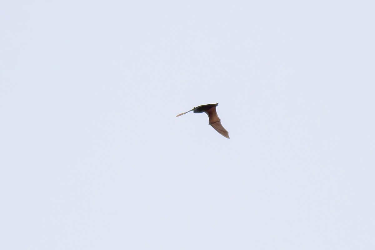 Common Noctule - ML645719881