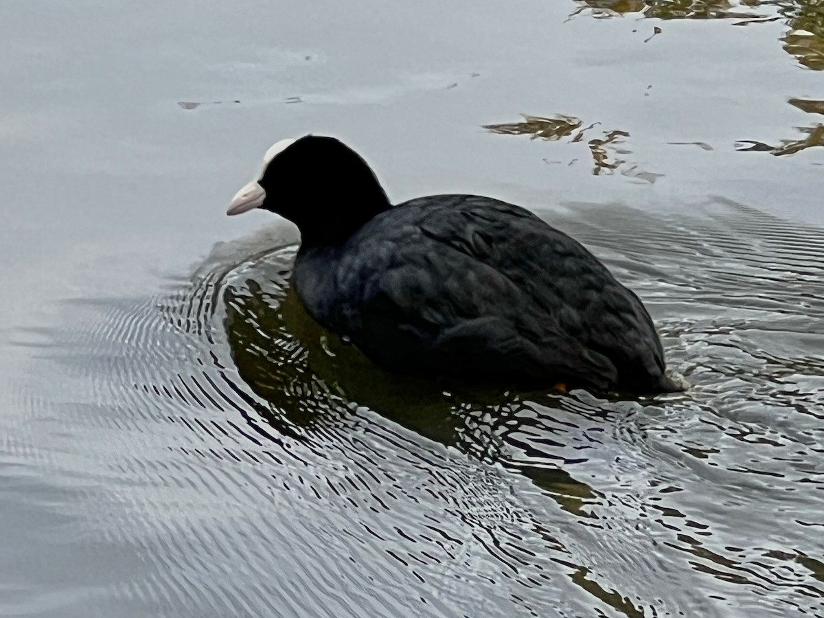 Eurasian Coot - ML645719885