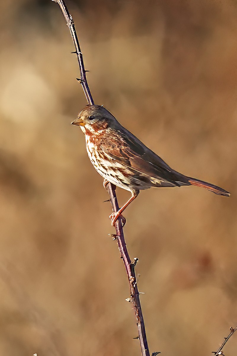 Passerella variabile - ML645719886