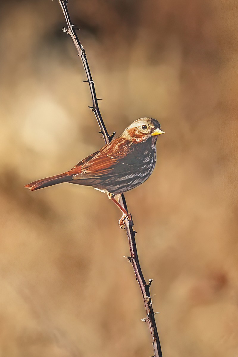 Passerella variabile - ML645719891