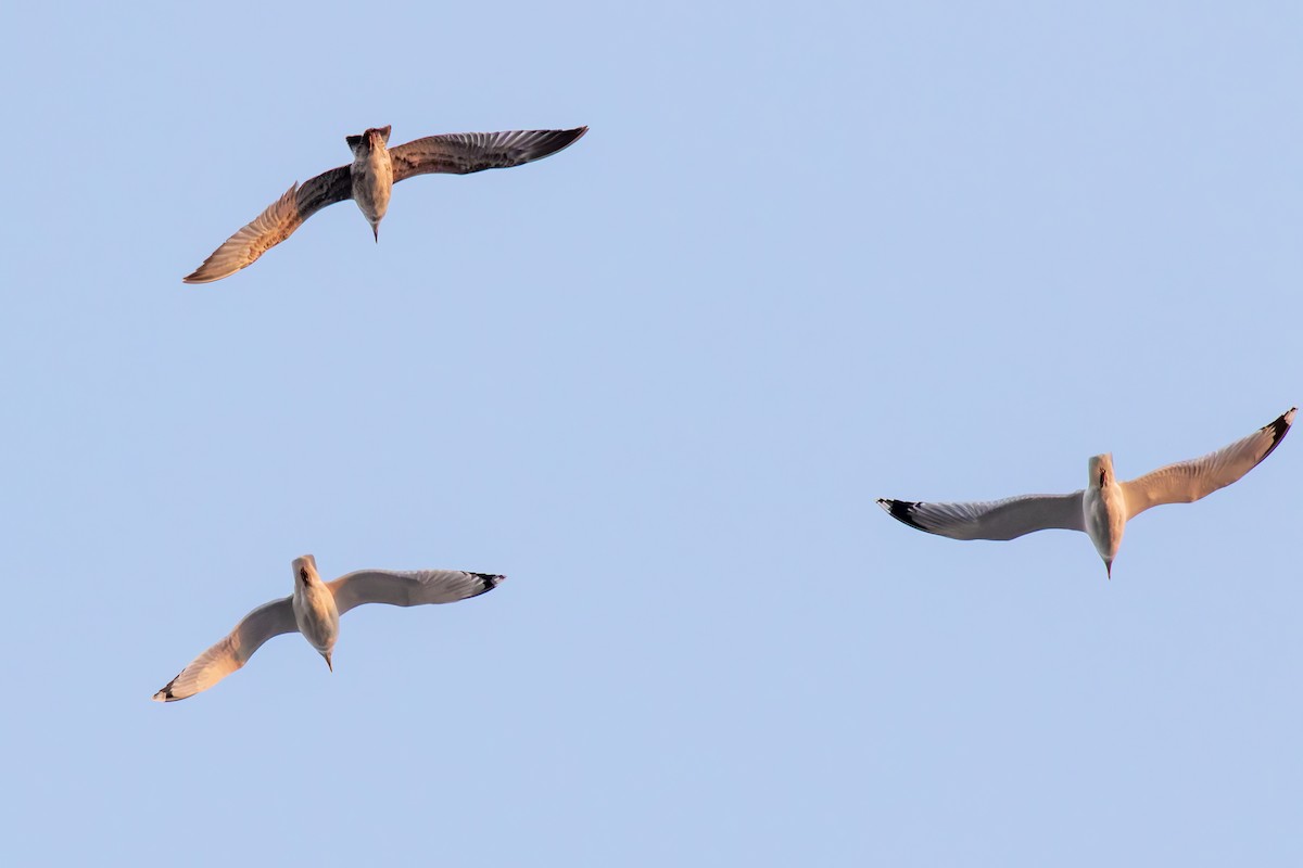 Caspian Gull - ML645719900
