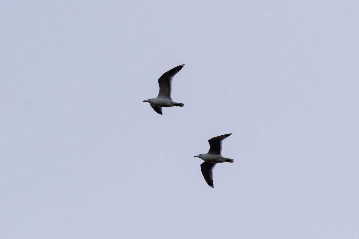 Caspian Gull - ML645719903