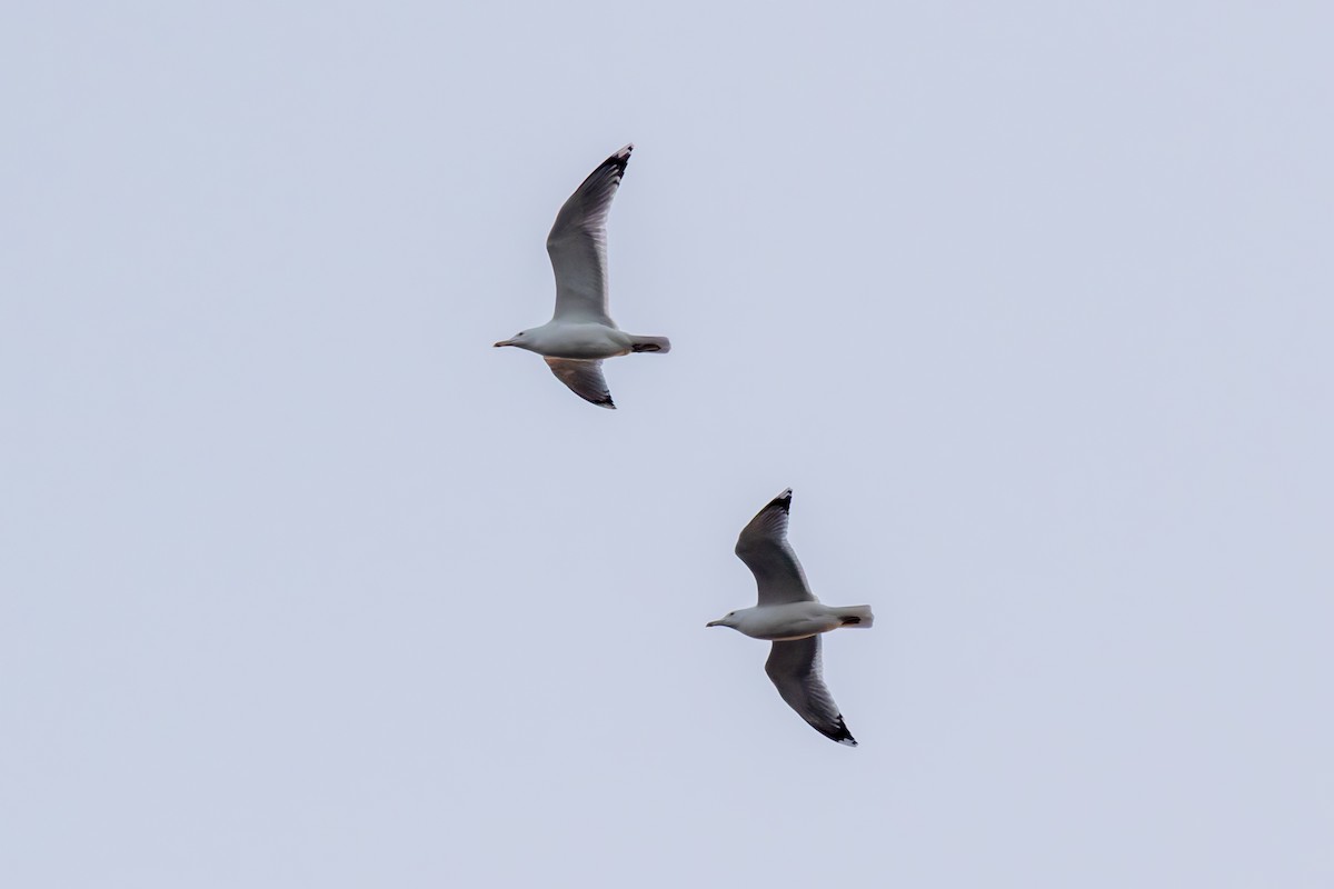 Caspian Gull - ML645719905