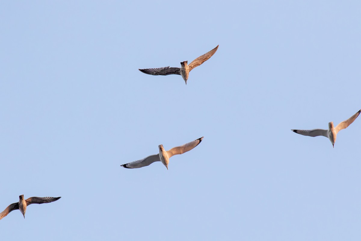 Caspian Gull - ML645719907