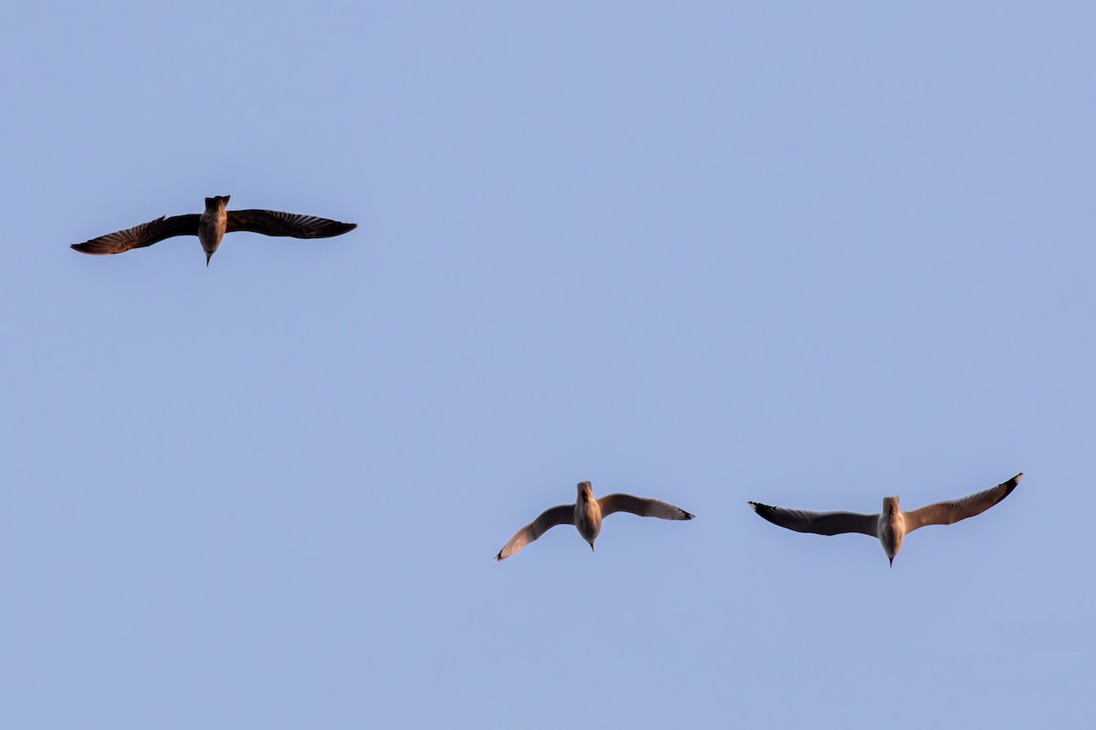 Caspian Gull - ML645719908