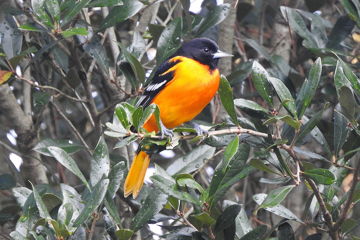 Baltimore Oriole - ML645719912