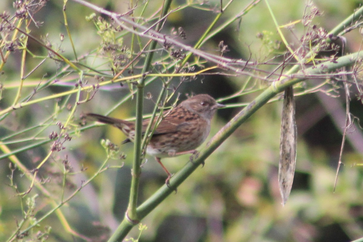 Dunnock - ML645719915