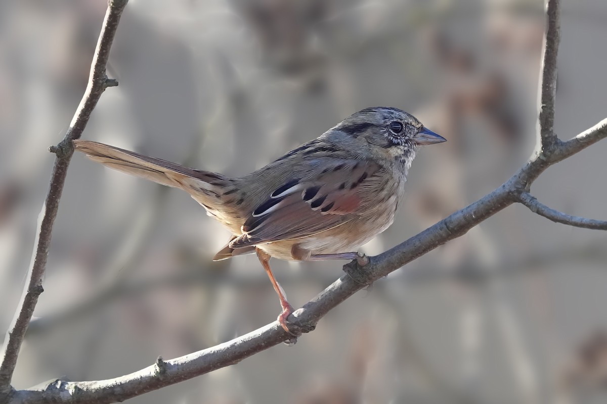 Swamp Sparrow - ML645719918