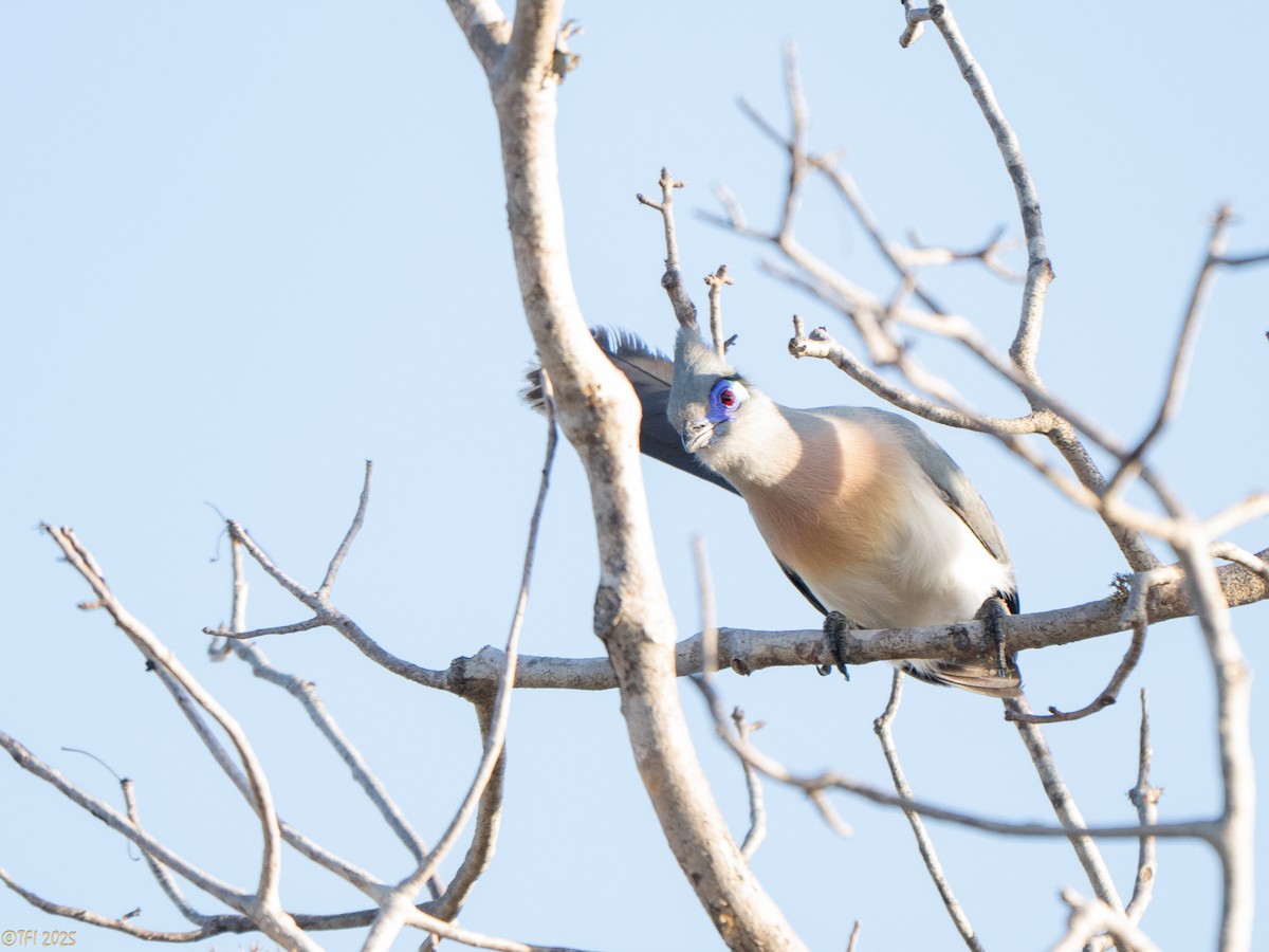 Crested Coua - ML645719921