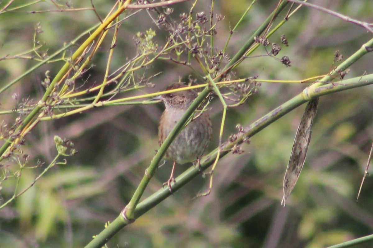 Dunnock - ML645719922