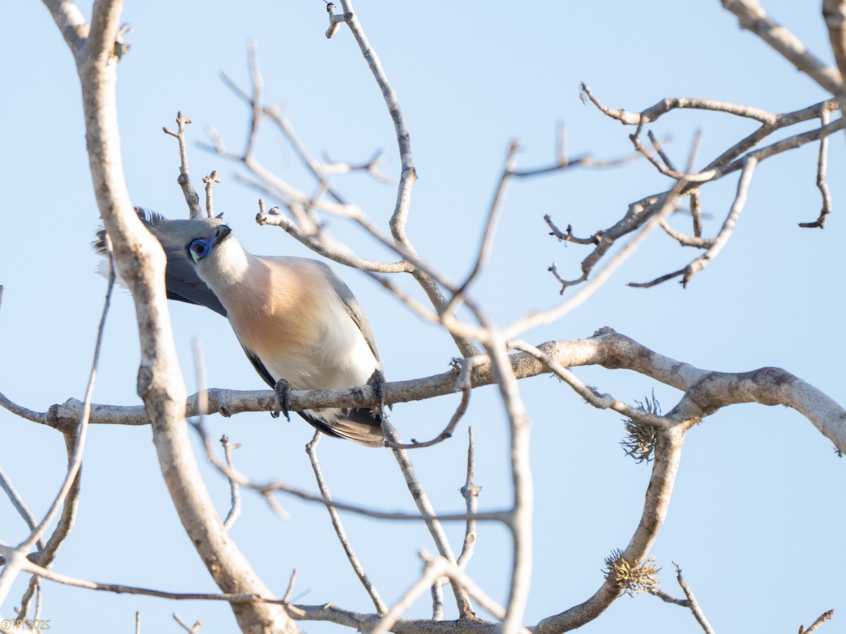 Crested Coua - ML645719923