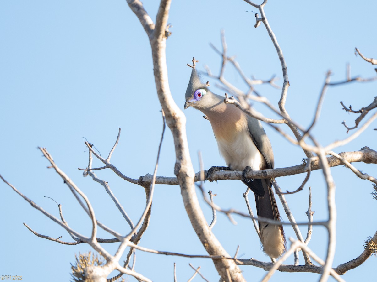 Crested Coua - ML645719925