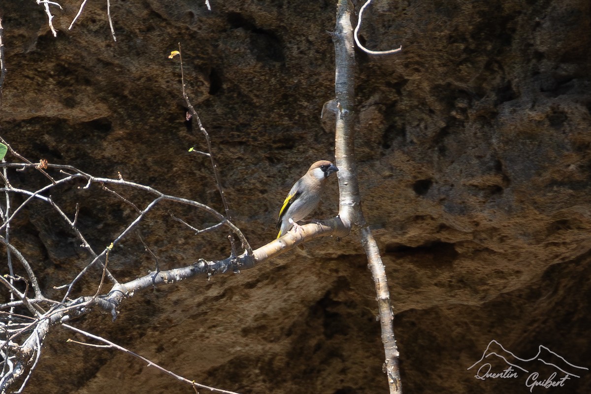 Arabian Grosbeak - ML645719926