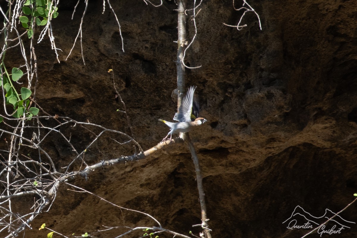 Arabian Grosbeak - ML645719927