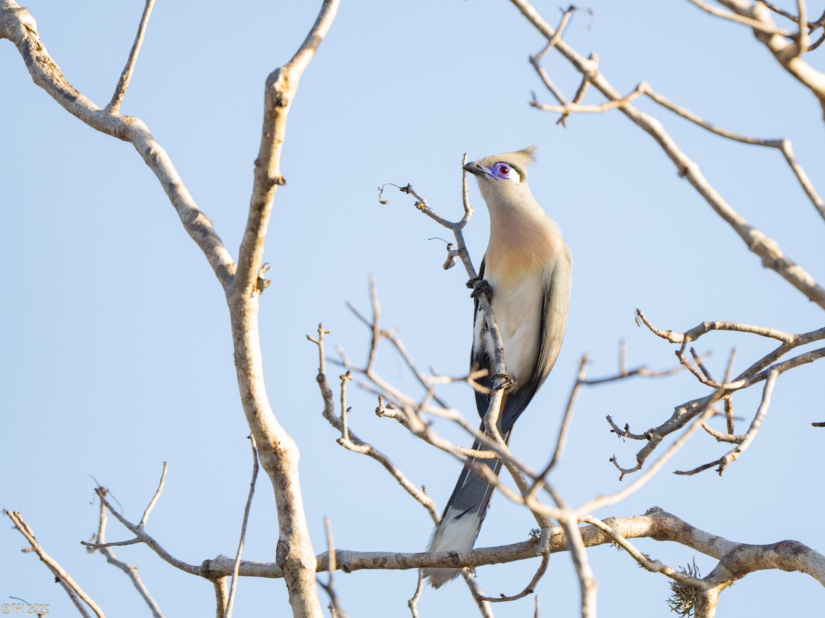 Crested Coua - ML645719928