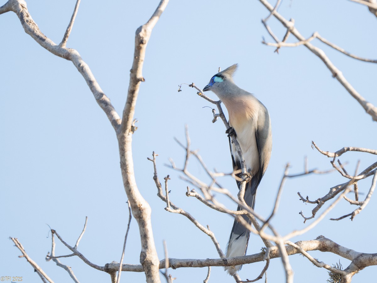 Crested Coua - ML645719931