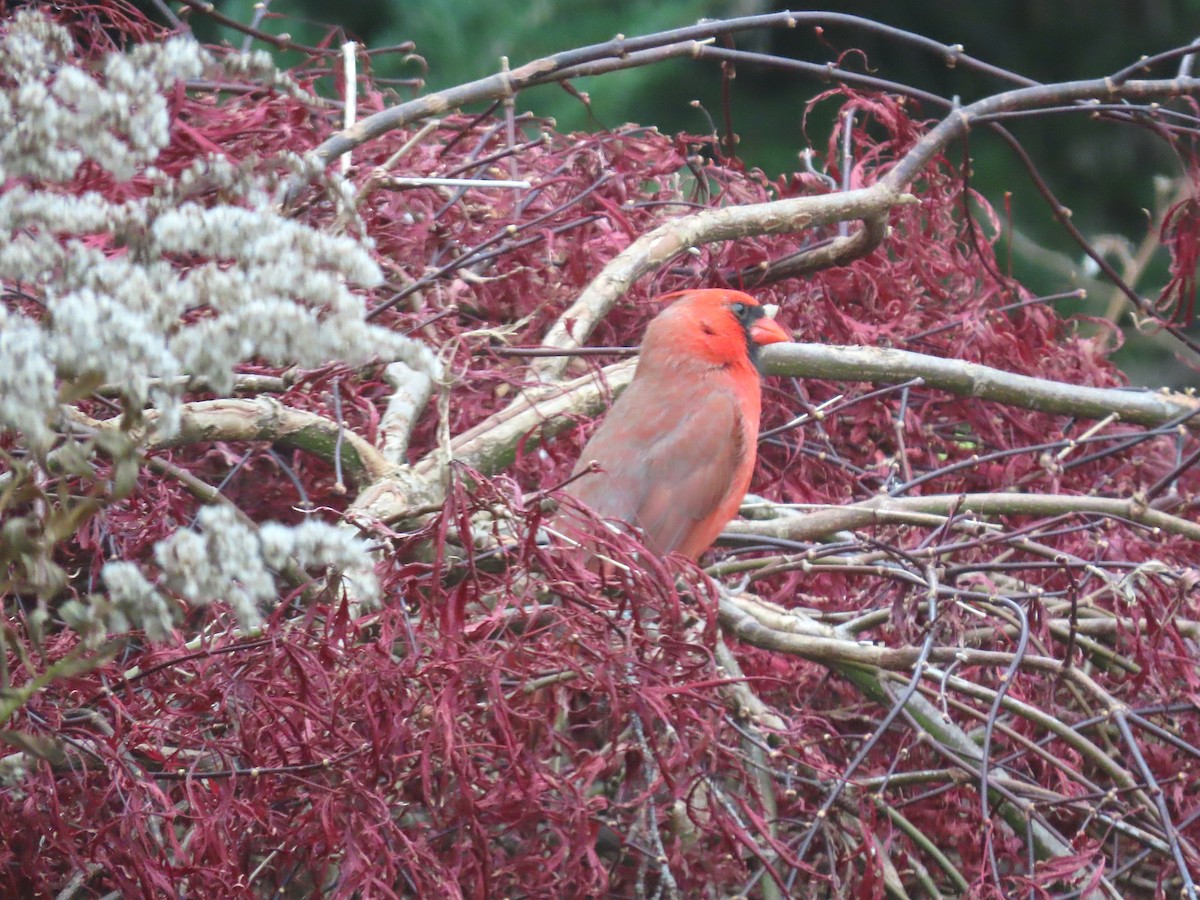 Northern Cardinal - ML645719933