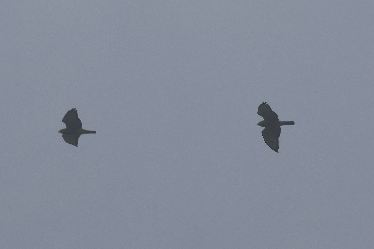 Broad-winged Hawk - ML645719956