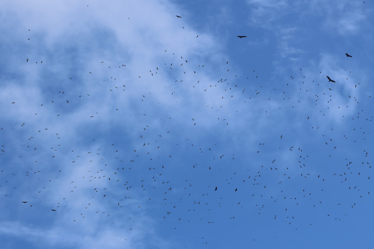 Broad-winged Hawk - ML645719957