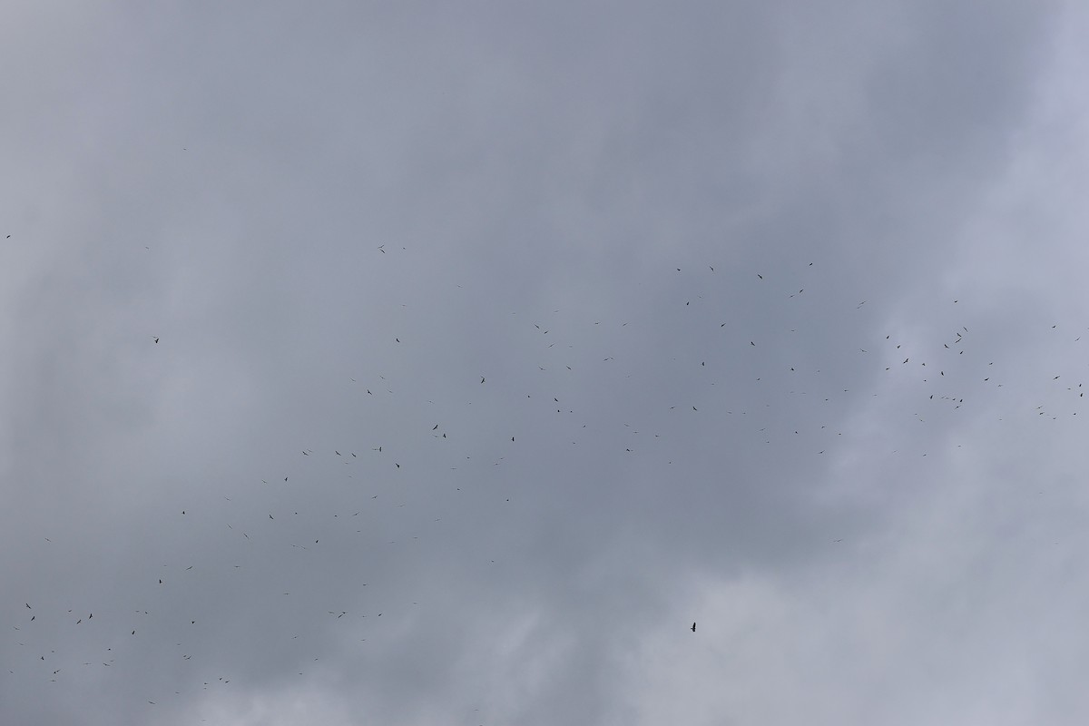 Broad-winged Hawk - ML645719958