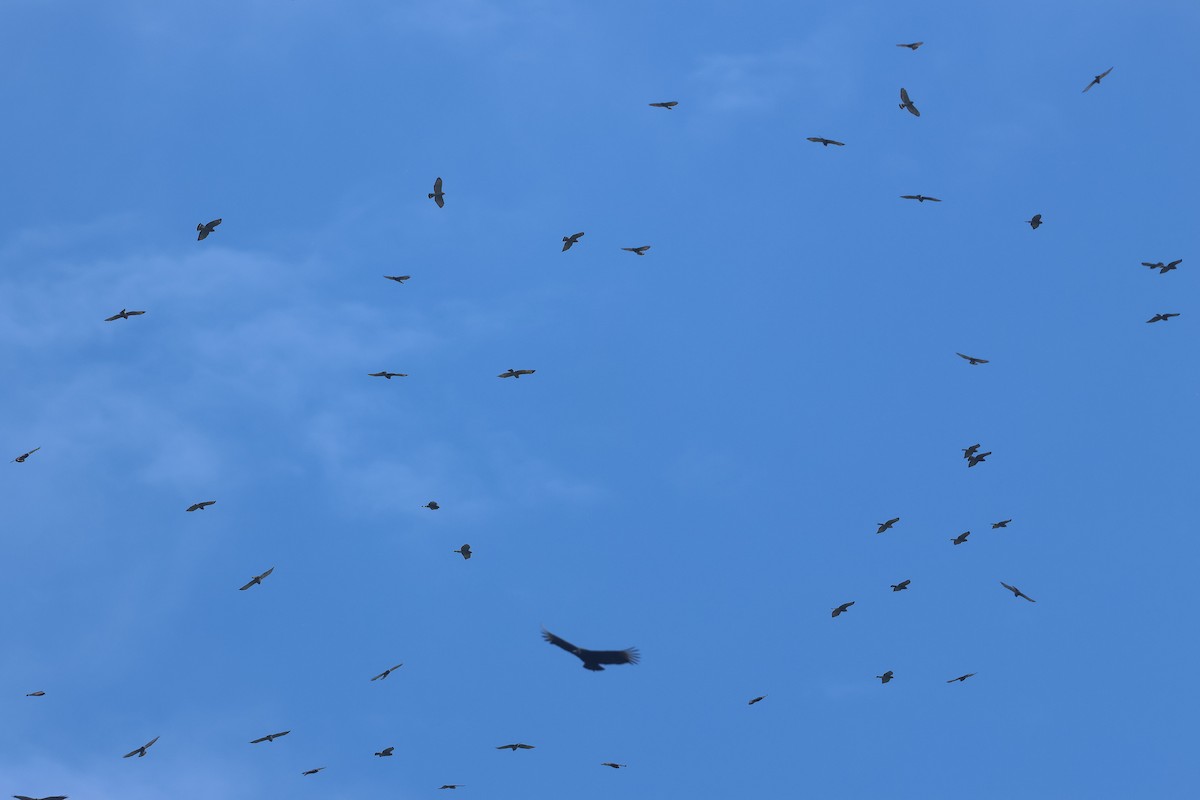 Broad-winged Hawk - ML645719960