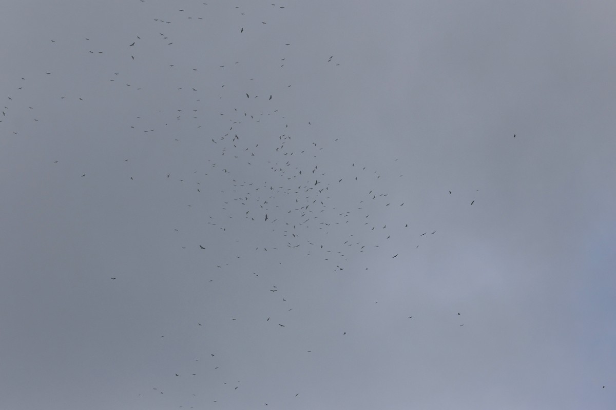 Broad-winged Hawk - ML645719961