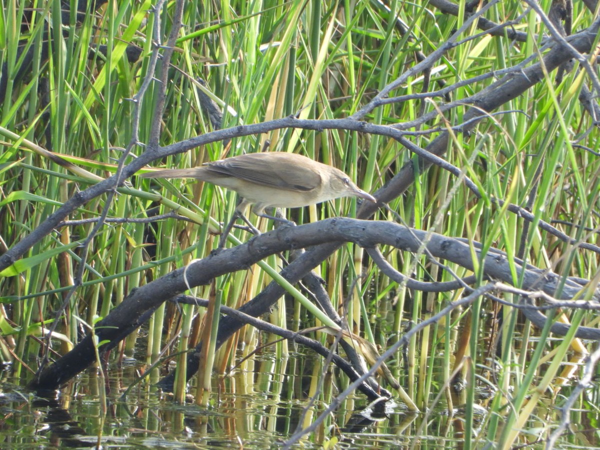 Lezkari zalapartaria - ML645719970