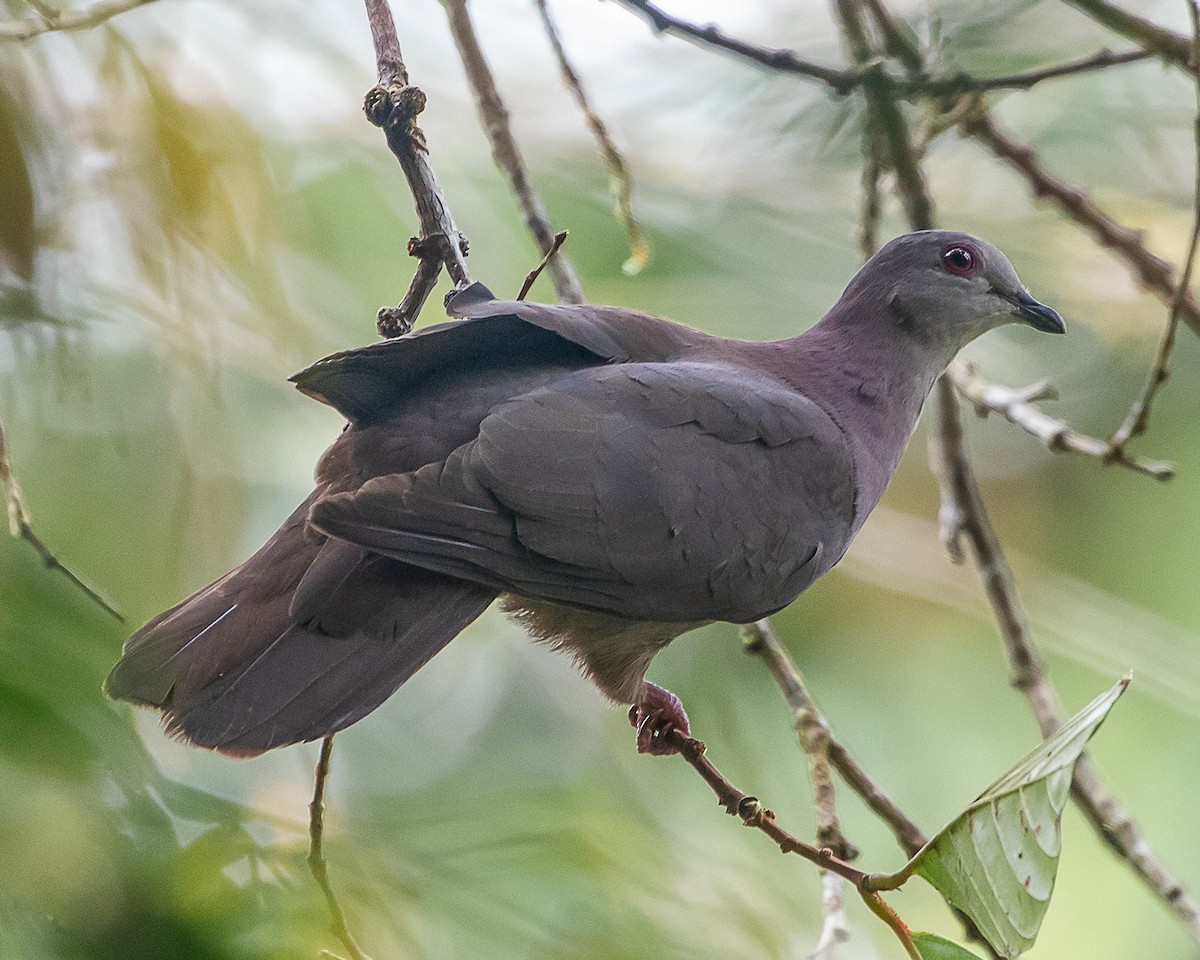 Küçük Kurşuni Güvercin - ML645719987