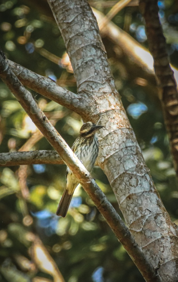 Streaked Flycatcher - ML645719993