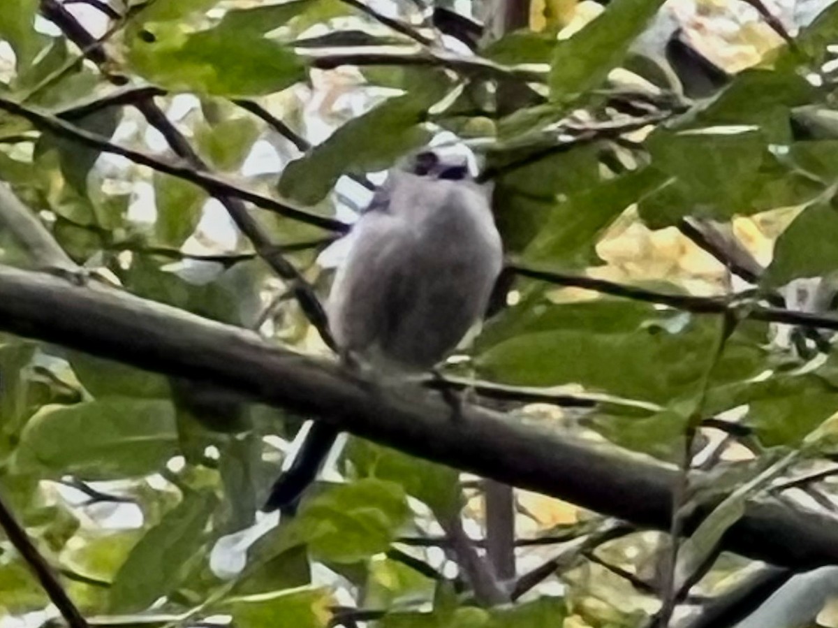 Long-tailed Tit - ML645719994